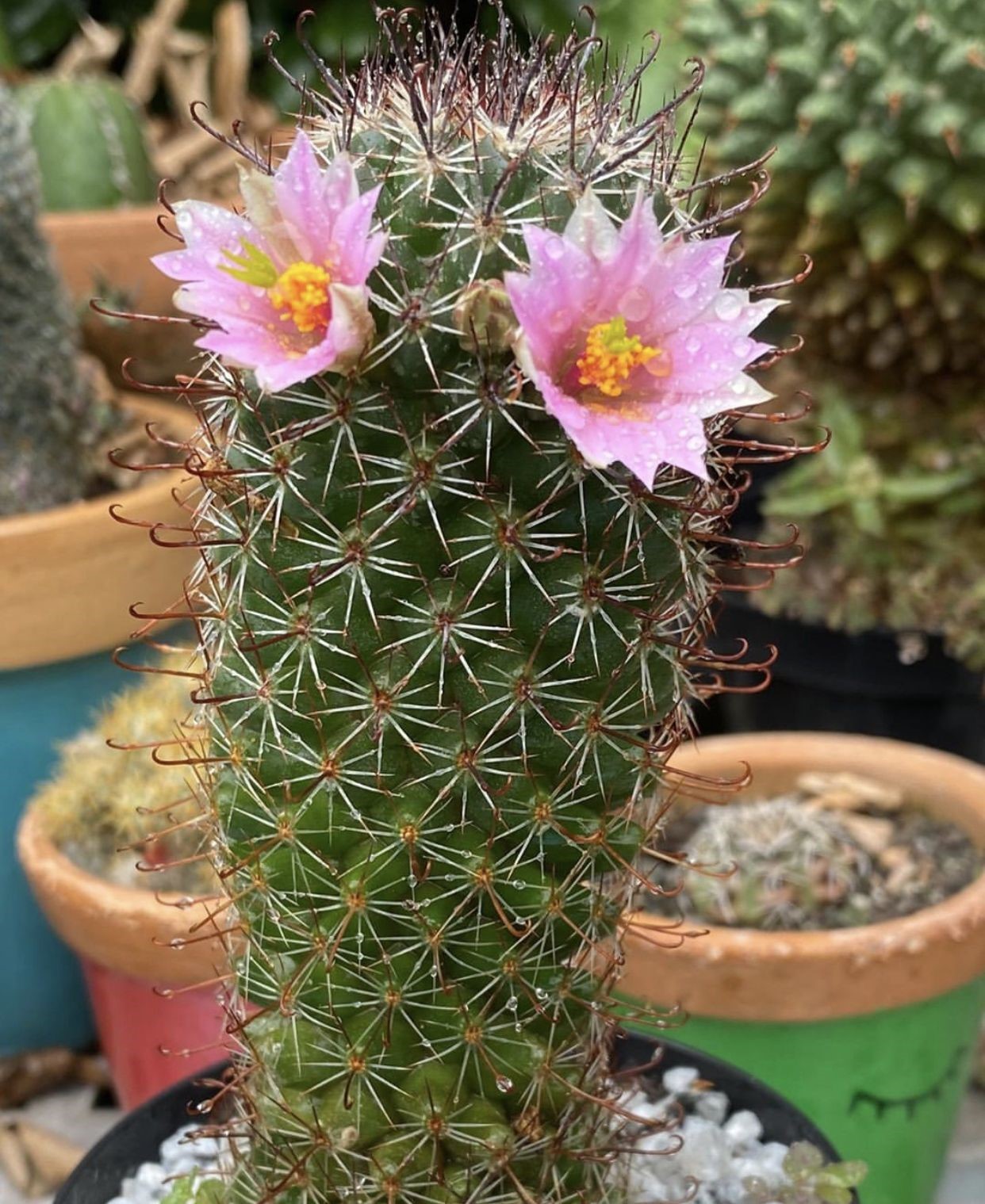 Flor de Cacto: A fama dos cactos