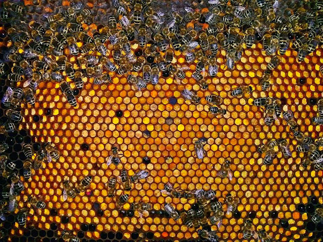 Μελισσοκομία: Αποκαλύπτοντας τα Χρώματα της Γύρης από Μελισσοκομικά Φυτά
