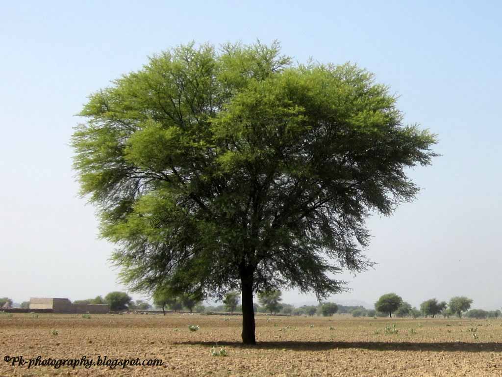 essay about babul tree