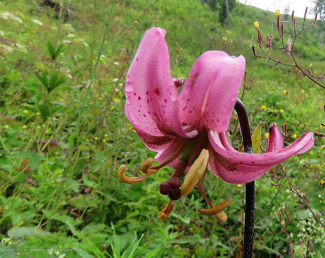 Lilia złotogłów (Lilium martagon L.)