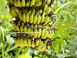 Banana images
