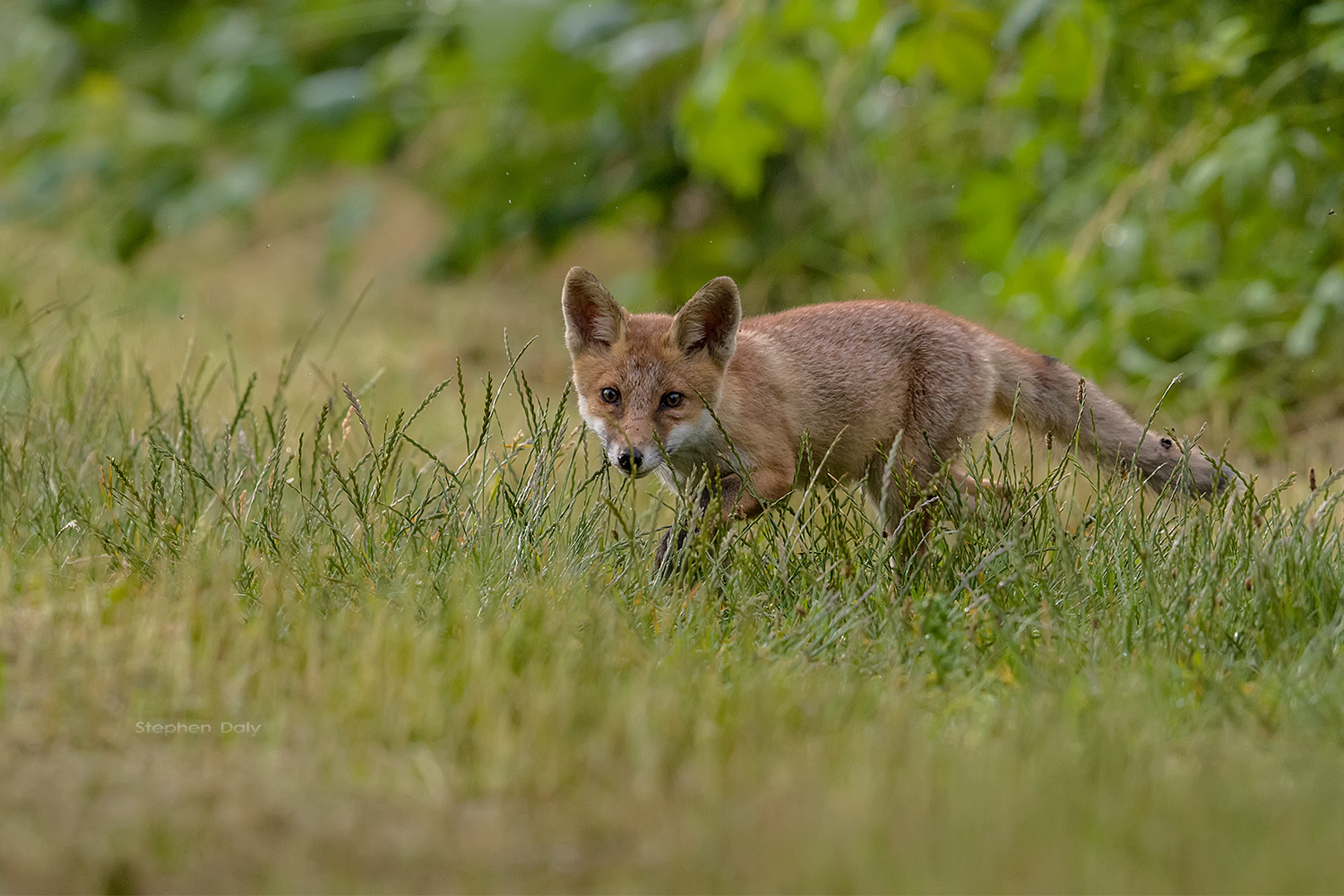 Encounter with a Red Fox cub | Focusing on Wildlife