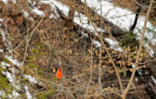 Cardinal in Wilket Creek Park.
