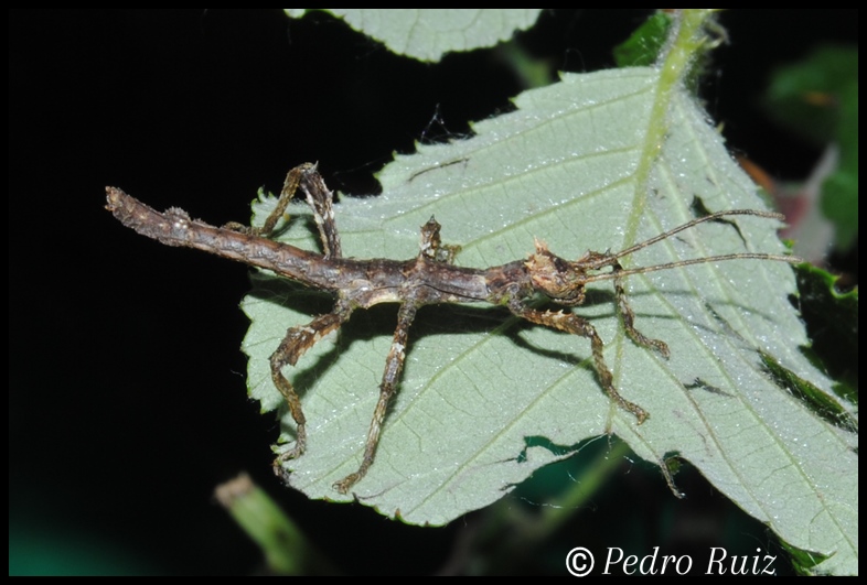 Ninfa macho L1 de Haaniella gintingi "Sibayak", 2,5 cm de longitud Ninfa macho L1 de Haaniella gintingi "Sibayak", 2,5 cm de longitud