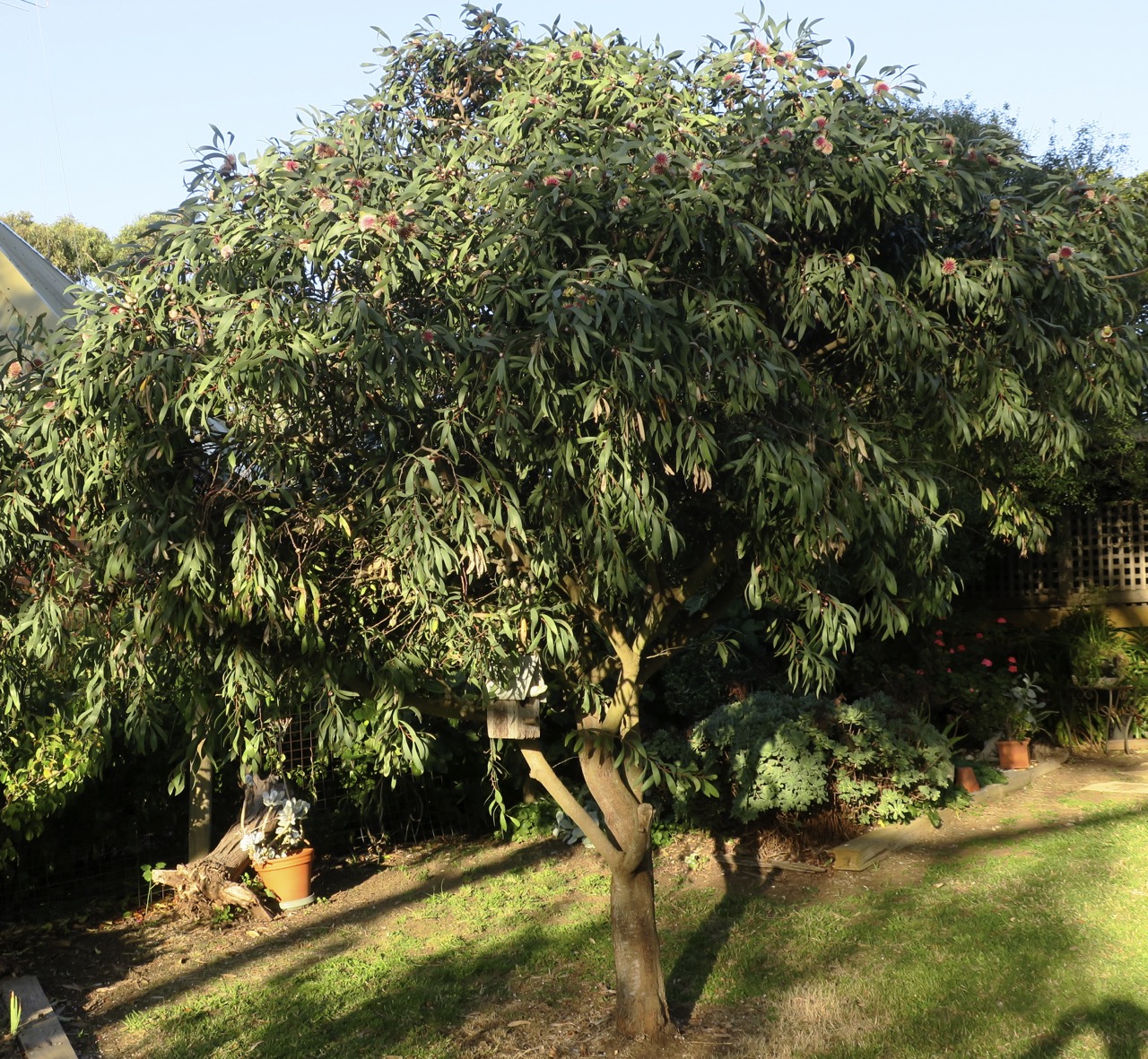 ROADSIDE IKEBANA PINCUSHION HAKEA