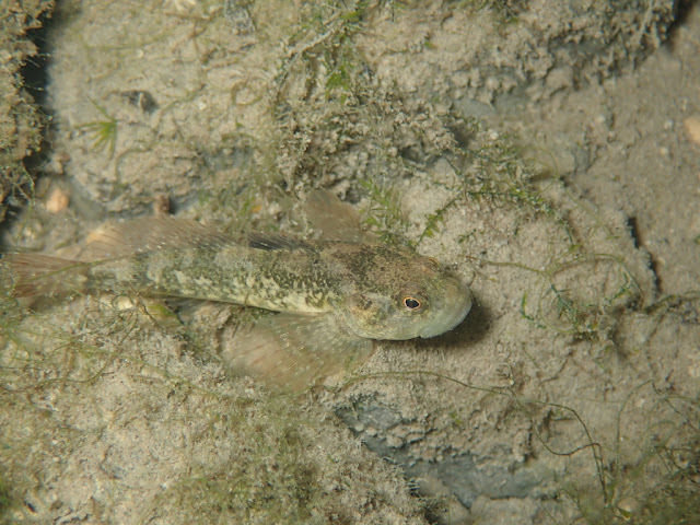 Cottus petiti Cottus petiti