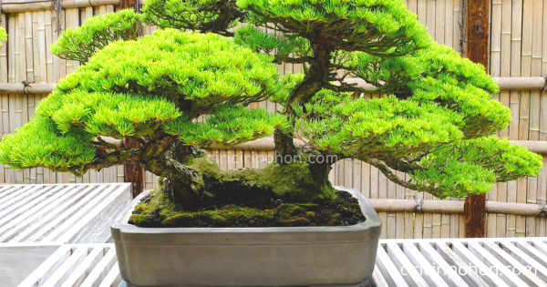 Bonsai