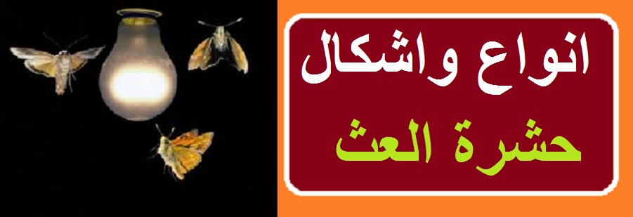 ما هي أشكال وألوان العث وكيفية التعرف عليها