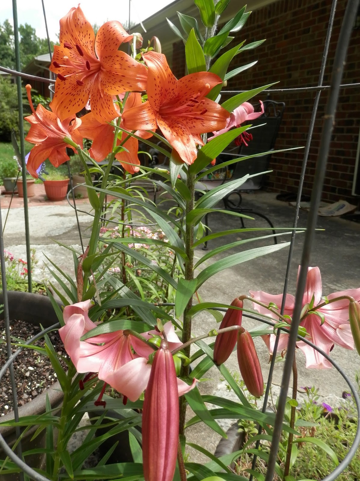 Dosanko in the South Tiger Lilies Bloom