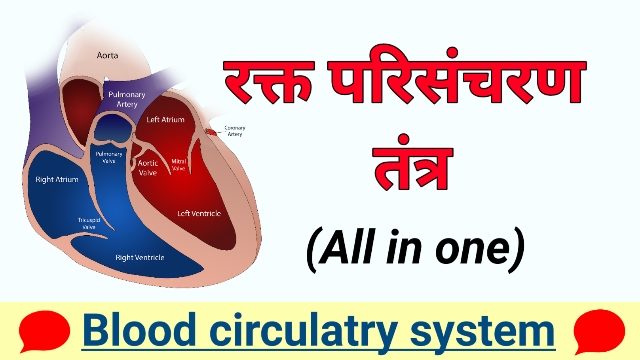 Blood circulatory system in human body