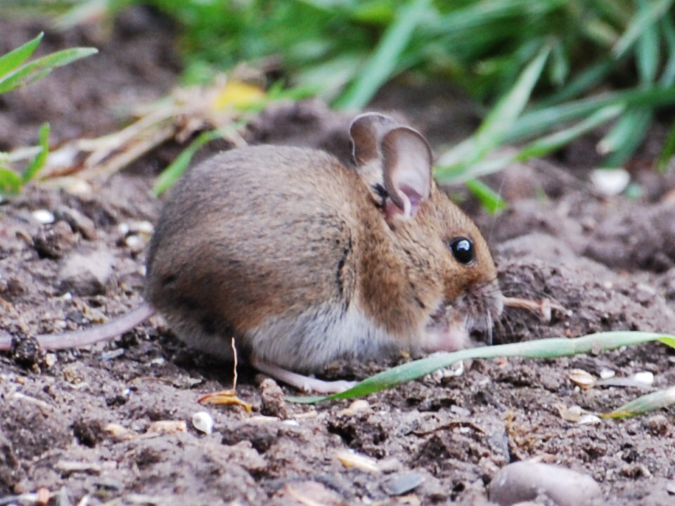 rambles with a camera Wood Mice in my garden.............nice to see them