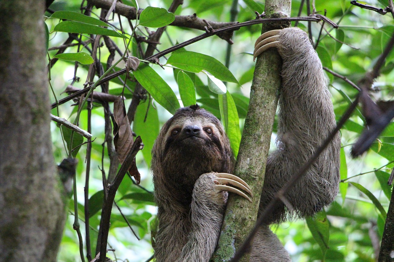 Oso perezoso en selvas de Costa Rica