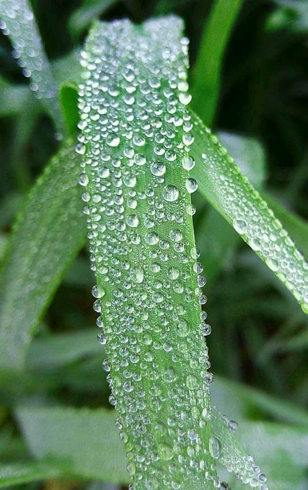 Dew_drops_of_little_grass