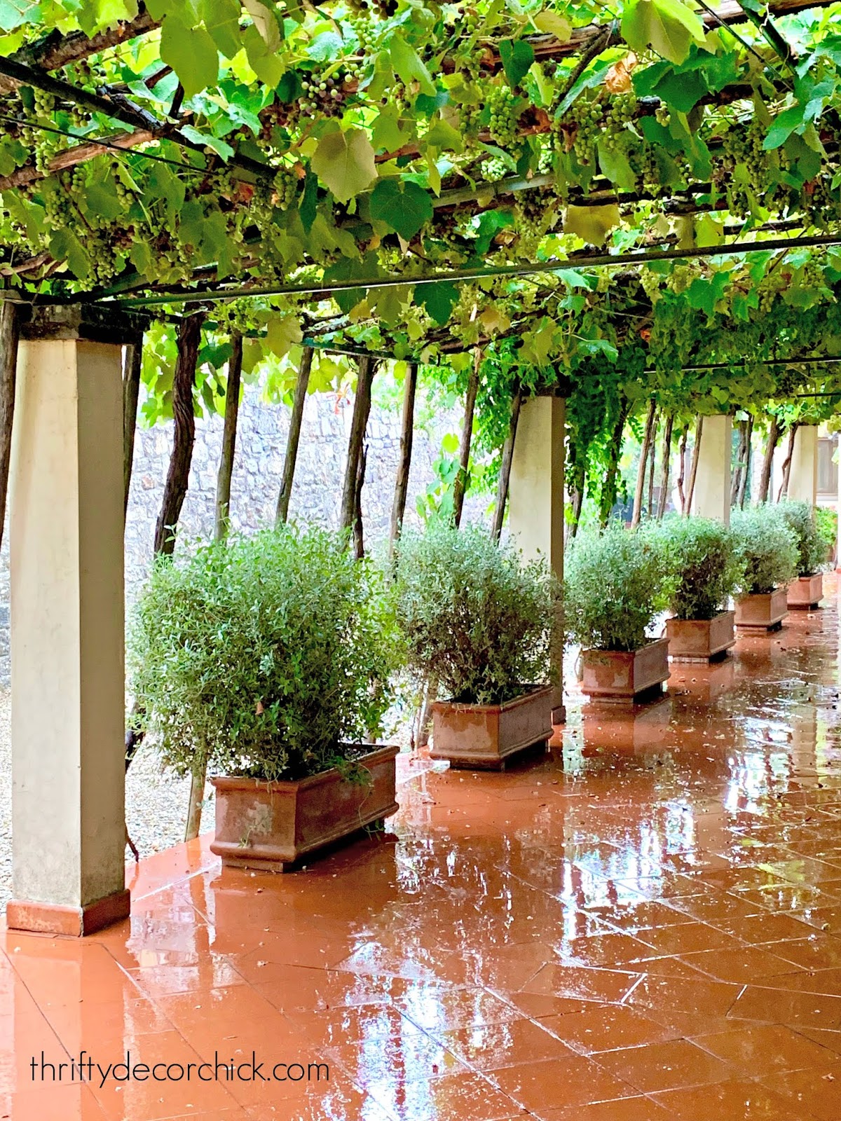 Grape vine ceiling stone pottery 