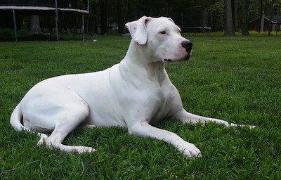 Everything about your Dogo Argentino - LUV My dogs