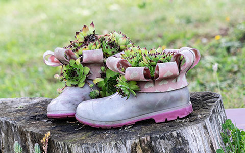 Potted plants displayed on tree stump