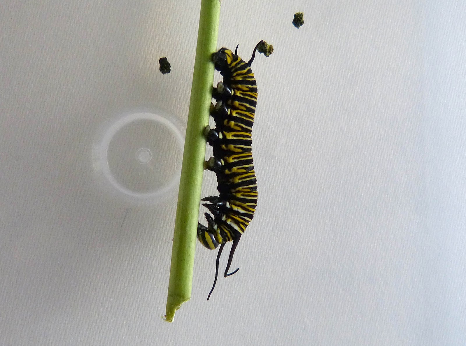 An Engineer in the Garden The Black Death