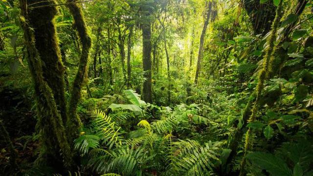 Revitalisasi Hutan Tropis Indonesia Ahmad Amiruddin