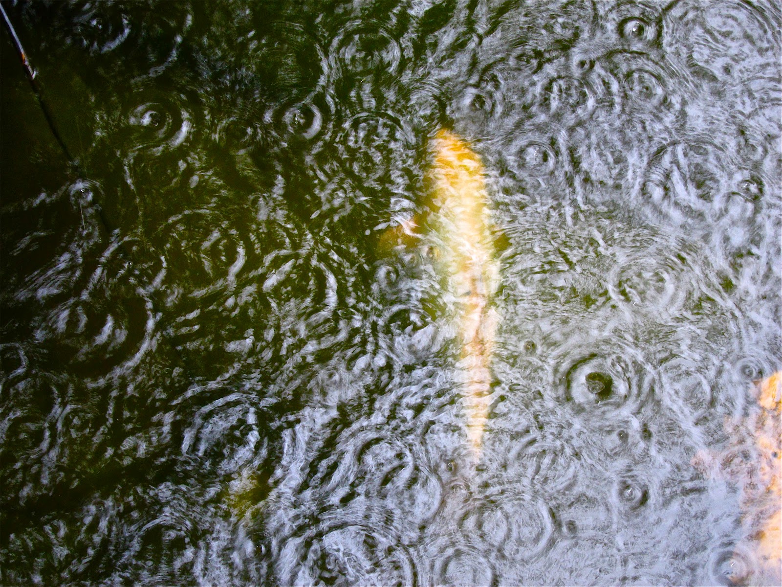 house-on-koi-pond-2.jpg