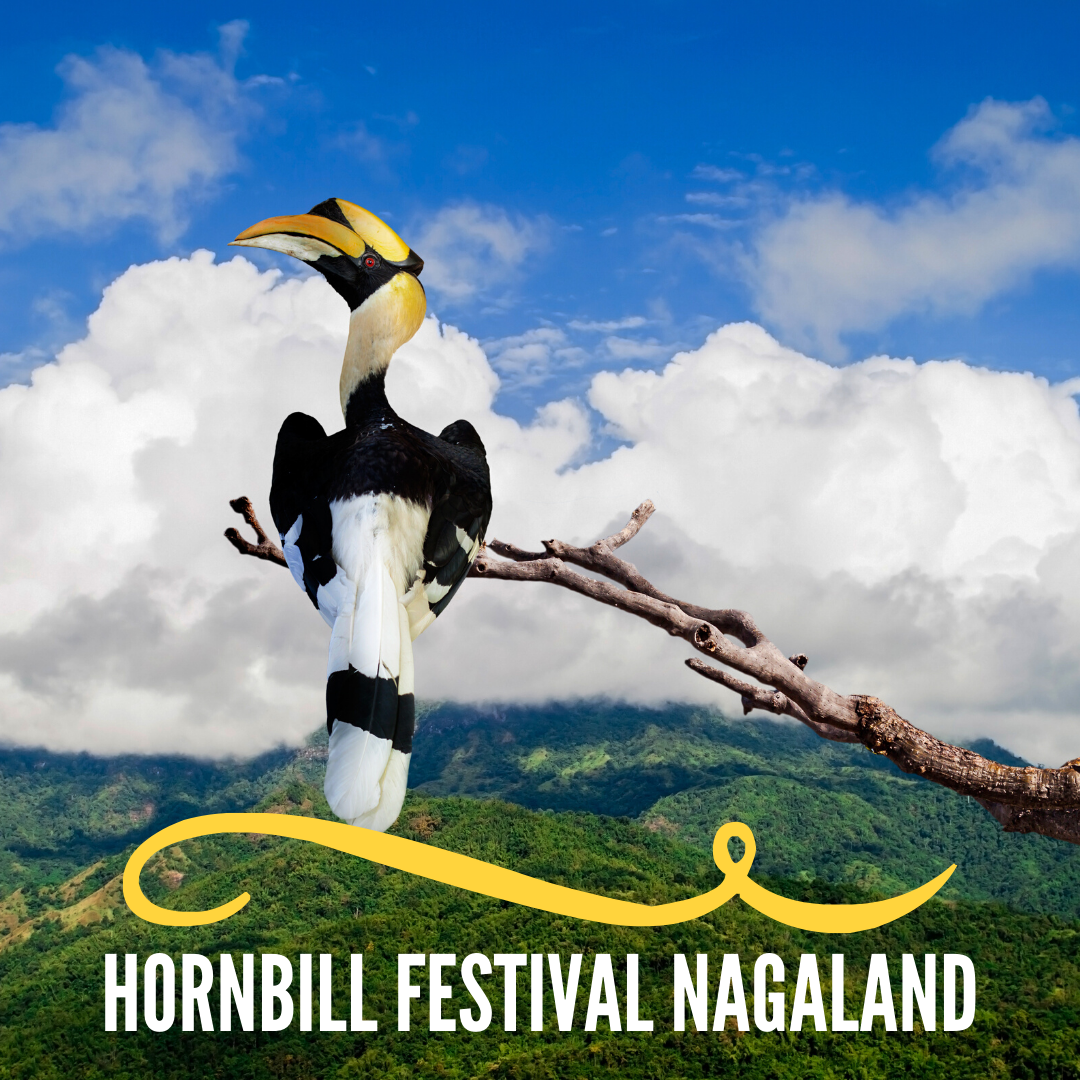 hornbill festival tour package