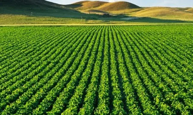 IA ET IoT Comment la blockchain et l'IoT améliorent la chaîne d'approvisionnement alimentaire?