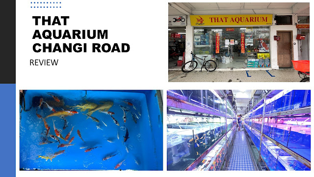 That Aquarium Changi Road Review : Your One Stop Neighbourhood Aquarium Store
