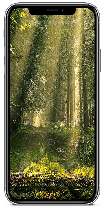 Forest Wallpapers for iPhone