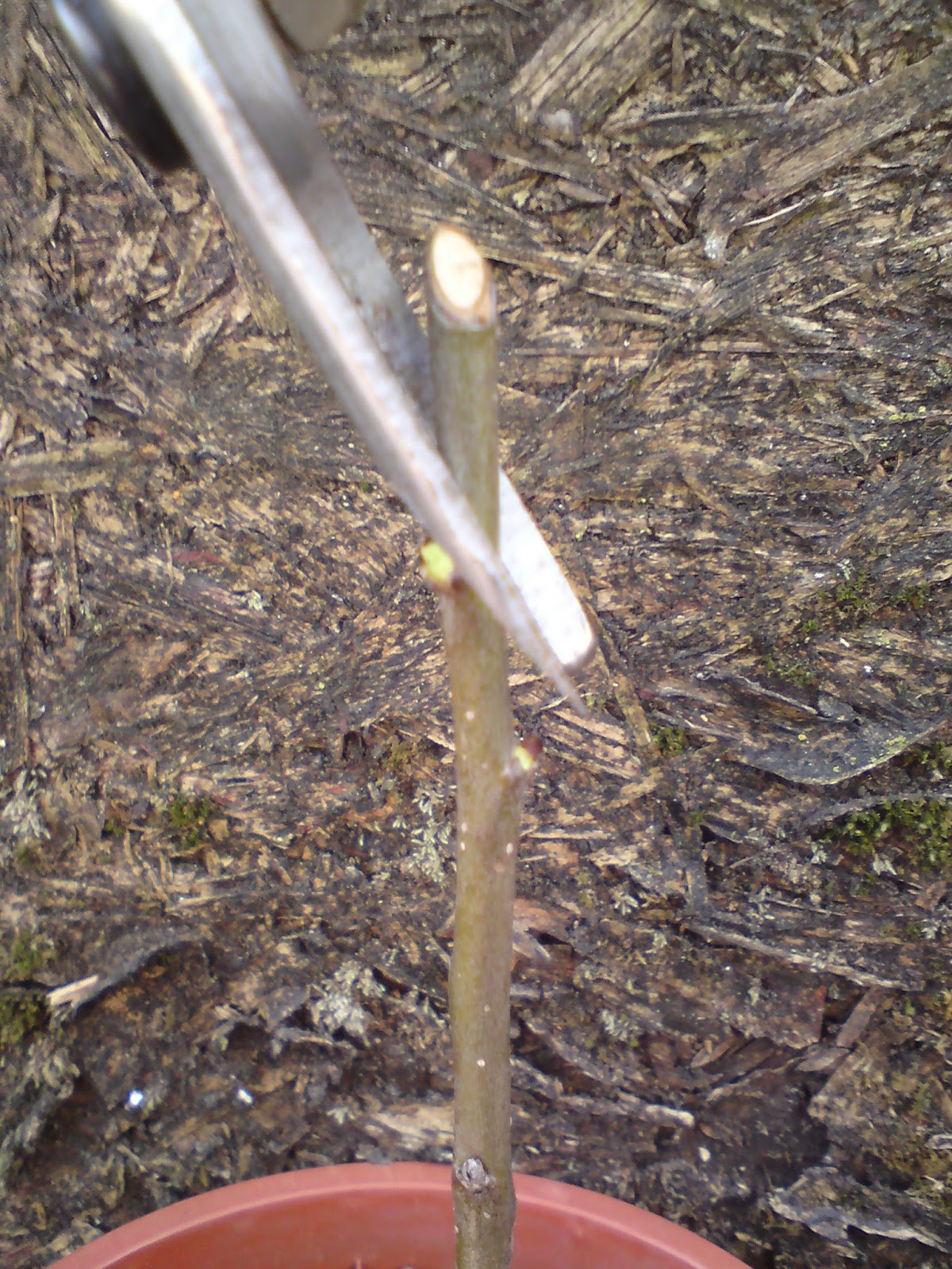 Green Phoenix Urban Food Garden Grafting an apple rootstock in 8 easy