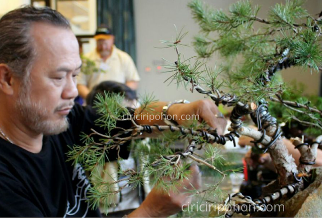 Ciri Ciri Pohon Bonsai Adenium