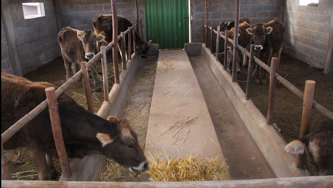 BLOG 1º DE INFANTIL 2019 2020 Animales de la granja La Vaca 1 BLOG 1º DE INFANTIL 2019 2020 Animales de la granja La Vaca 1