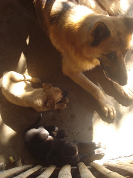 Scooby, Amarillito, y Negrita