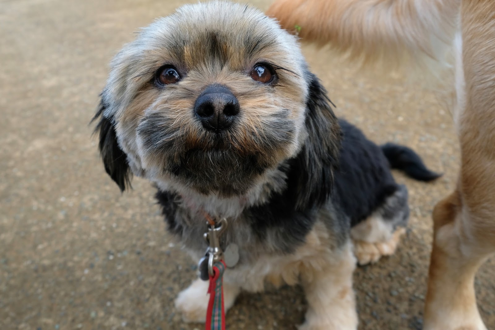 Pet Hotel 11 お庭番のブログ 多頭飼育崩壊に物申す