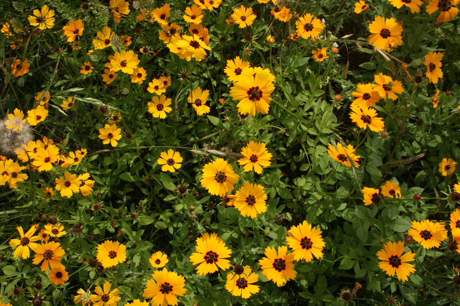 Coreopsis basalis