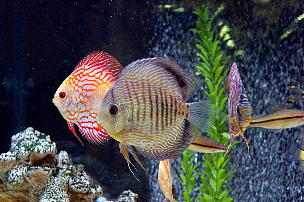 10 Cara Memilih Ikan Discus Dunia Akuarium