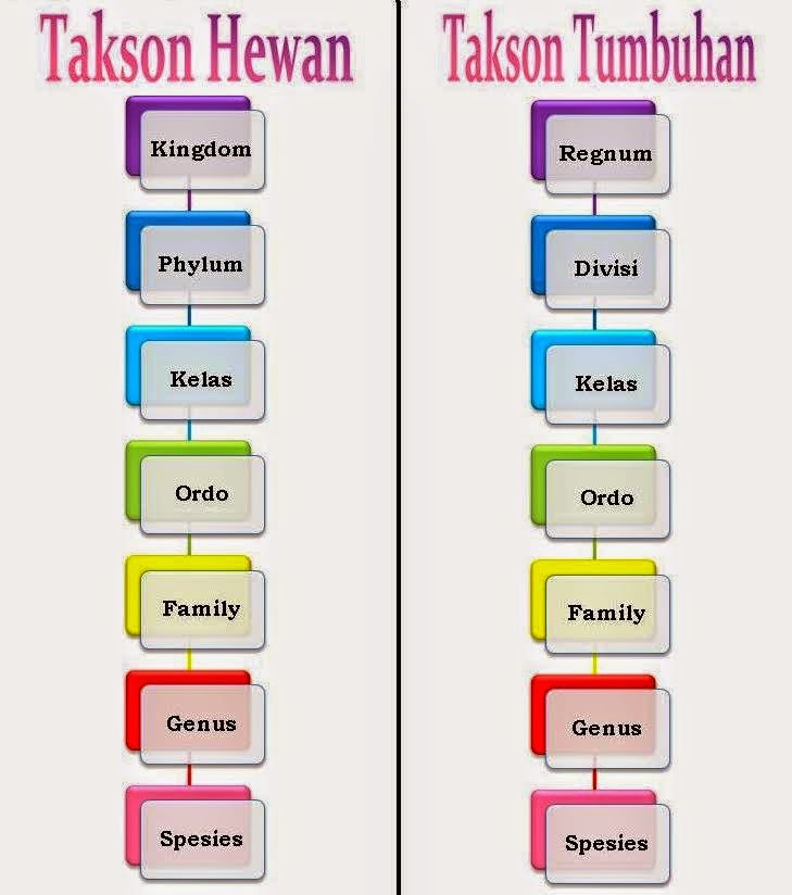 Tingkatan Terendah Klasifikasi Tumbuhan dan Hewan