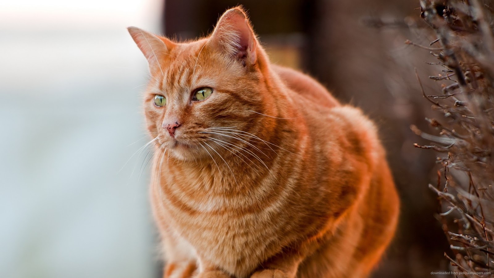 TODO SOBRE MI GATO: Colores de los gatos