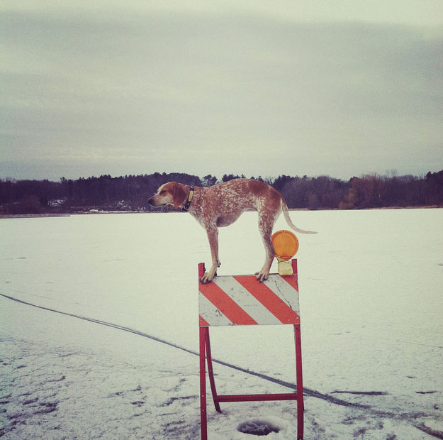 Maddie on sawhorse