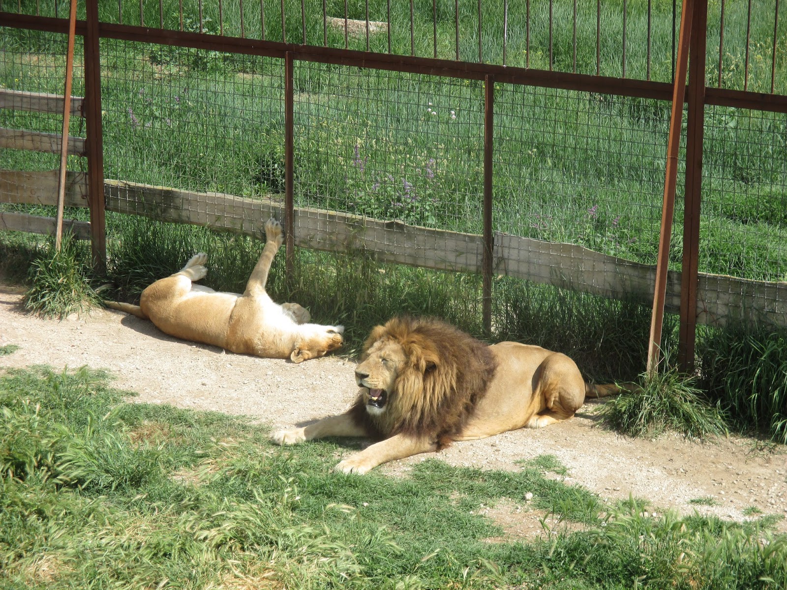 Лев из дерева в парке тайган