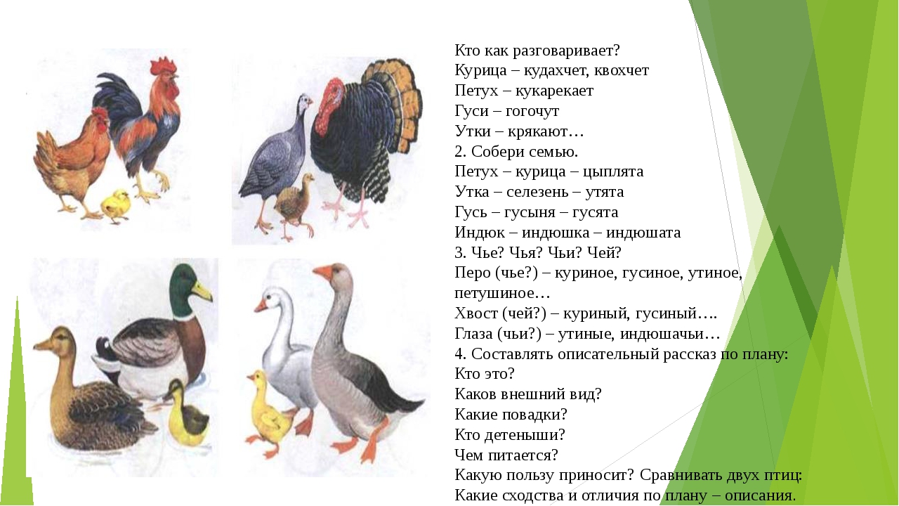 презентация домашние птицы. птичий язык изучить. как понять язык птиц. как разговаривают птицы для детей. домашние птицы для дошкольников.