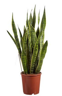sanseveria perfetta per lo studio