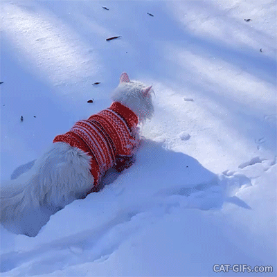 Funny Cat GIF • Amazing cat walking in deep snow looses her sweater. OMG she is naked Funny Cat GIF • Amazing cat walking in deep snow looses her sweater. OMG she is naked