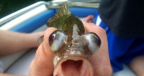 funny fish joke epileptic blonde