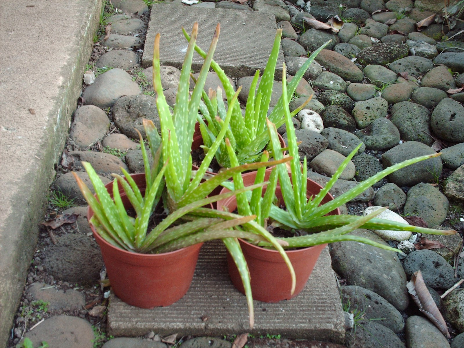 Garden Notes from Hawaii Aloe Vera