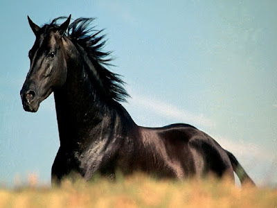 صور حصان