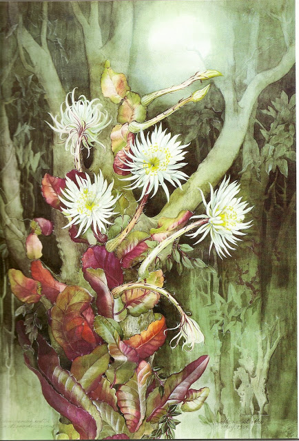 MODOS DE OLHAR: A Flor-do-Luar no Rio Negro, 1988 - Margaret Mee