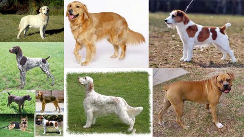 Dogs Breeds and Puppies Reviews