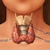 الغدة الدرقية  Thyroid 