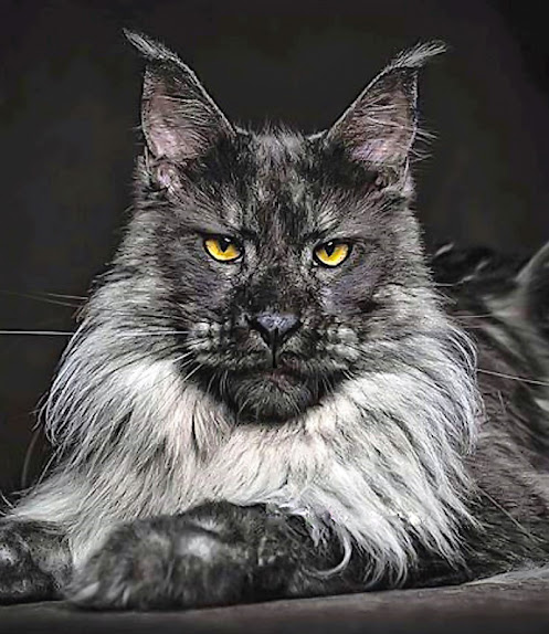 Maine Coon selectively breed to have an extreme face