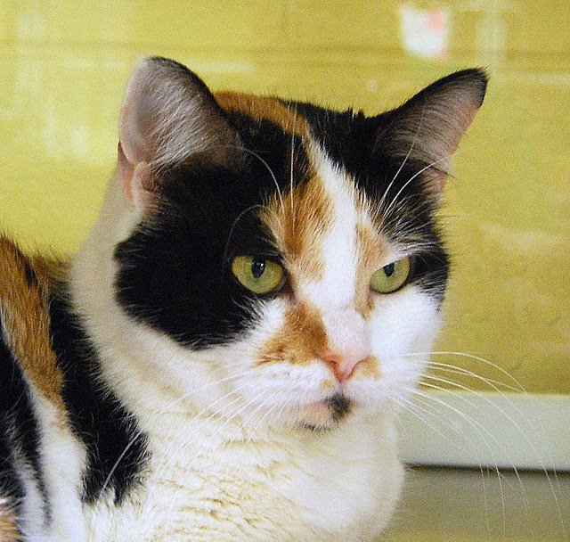 The Amazing Calico Cat Cat Breeds in photographs