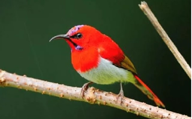 Ciri Khas Burung Madu Ekor Merah dan Habitatnya